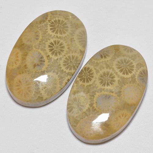 29.22 ctw Multicolor Fossil Coral Stones, Natural Fossil Coral in Oval Cabochon Shape for Sale