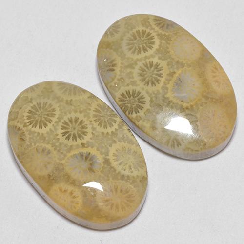 Fossil Coral Gemstones in 21.3 x 13.5 mm Size for Sale, Fossil Coral Stones in Multicolor Color