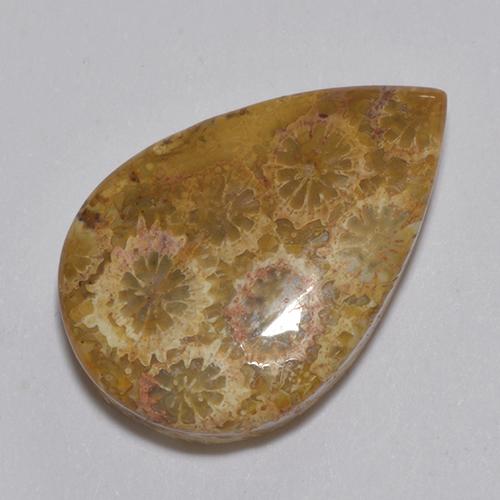 Multicolor Fossil Coral Gem - 13.7ct Pear Cabochon (ID: 514379)