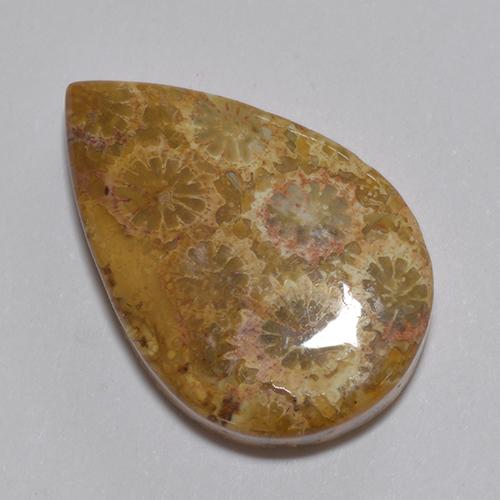 13.74 ct Multicolor Fossil Coral Stone, Natural Fossil Coral in Pear Cabochon Shape for Sale