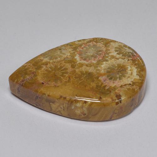 Fossil Coral Gemstone in 22.3 x 14.9 mm Size for Sale, Fossil Coral Stone in Multicolor Color