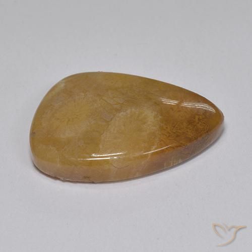 8.15 ct Multicolor Fossil Coral Stone, Natural Fossil Coral in Fancy Cabochon Shape for Sale