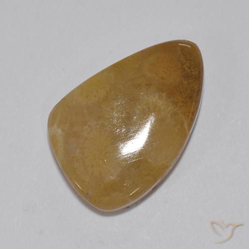 Fossil Coral Gemstone in 19.1 x 12.6 mm Size for Sale, Fossil Coral Stone in Multicolor Color
