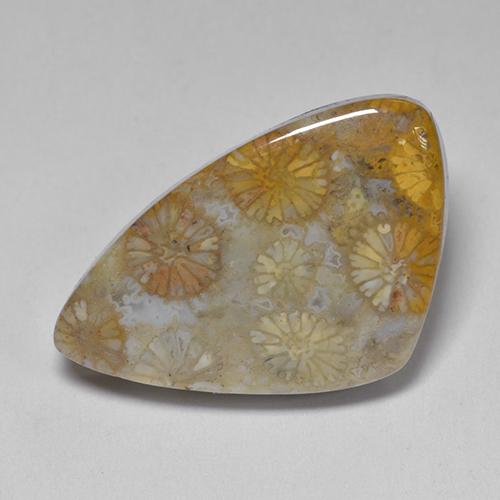 11.00 ct Multicolor Fossil Coral Gemstone, Fossil Coral Gem in Fancy Cabochon Shape for Sale.