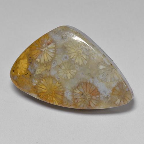 11.00 ct Multicolor Fossil Coral Stone, Natural Fossil Coral in Fancy Cabochon Shape for Sale