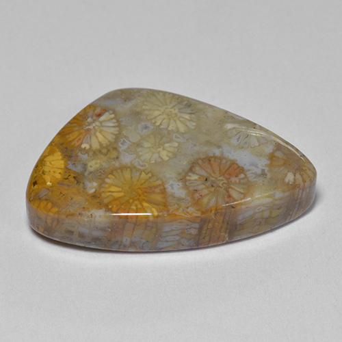 Fossil Coral Gemstone in 20.8 x 12.9 mm Size for Sale, Fossil Coral Stone in Multicolor Color