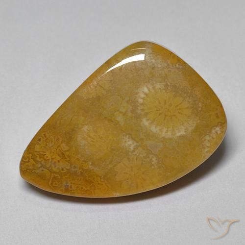 9.42ct Natural Multicolor Fossil Coral, Fancy, Opaque