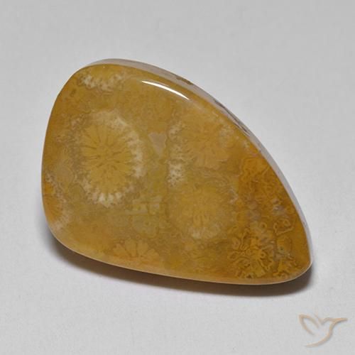 9.42 ct Multicolor Fossil Coral Stone, Natural Fossil Coral in Fancy Cabochon Shape for Sale