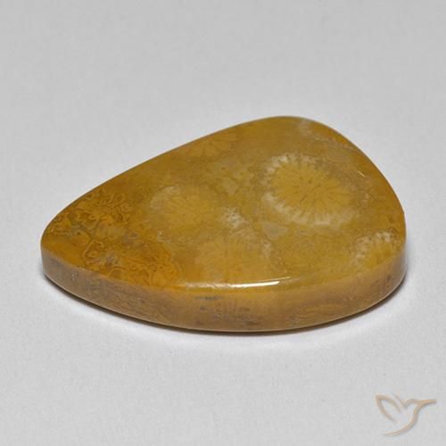 Fossil Coral Gemstone in 19.5 x 12.7 mm Size for Sale, Fossil Coral Stone in Multicolor Color