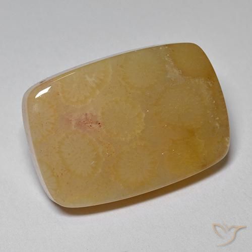 16.47 ct Multicolor Fossil Coral Stone, Natural Fossil Coral in Cushion Cabochon Shape for Sale