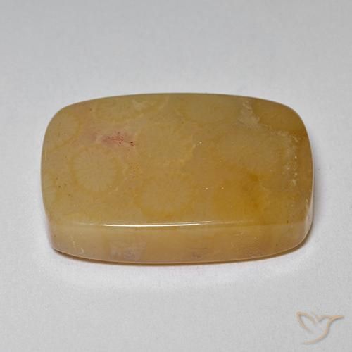 Fossil Coral Gemstone in 20.6 x 14.2 mm Size for Sale, Fossil Coral Stone in Multicolor Color