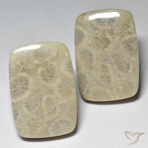 29.07 ct Cushion Fossil Coral, 19.5 x 13.5 mm From Indonesia, Photo A