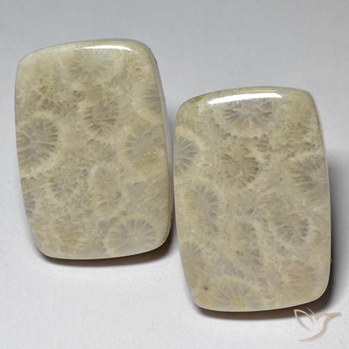 29.07 ctw Multicolor Fossil Coral Stones, Natural Fossil Coral in Cushion Cabochon Shape for Sale