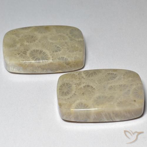 Fossil Coral Gemstones in 19.5 x 13.5 mm Size for Sale, Fossil Coral Stones in Multicolor Color