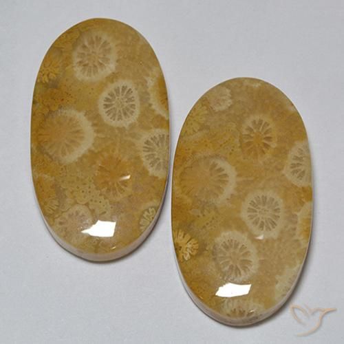 31.80 ctw Multicolor Fossil Coral Stones, Natural Fossil Coral in Oval Cabochon Shape for Sale
