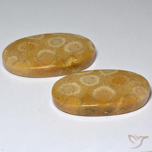 Fossil Coral Gemstones in 25.2 x 13.9 mm Size for Sale, Fossil Coral Stones in Multicolor Color