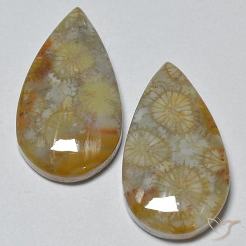 16.21ctw Natural Multicolor Fossil Coral, Pear Shape, Opaque