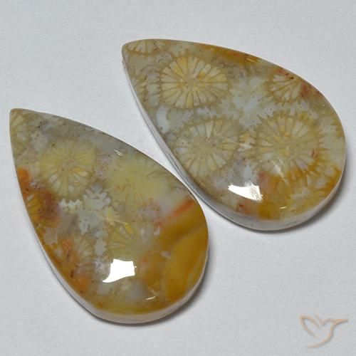 16.21 ctw Multicolor Fossil Coral Stones, Natural Fossil Coral in Pear Cabochon Shape for Sale