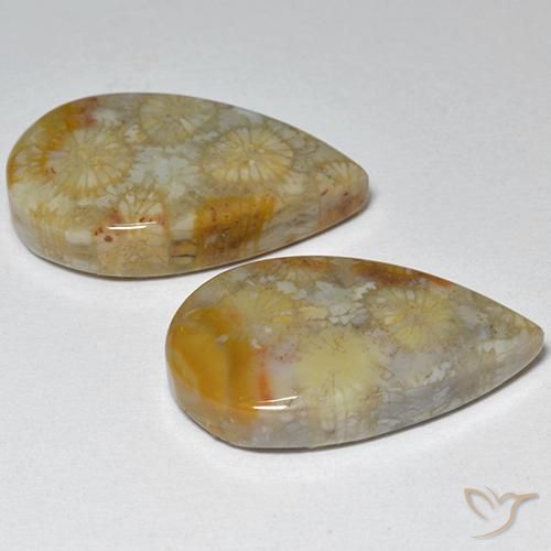 Fossil Coral Gemstones in 19.2 x 11.1 mm Size for Sale, Fossil Coral Stones in Multicolor Color