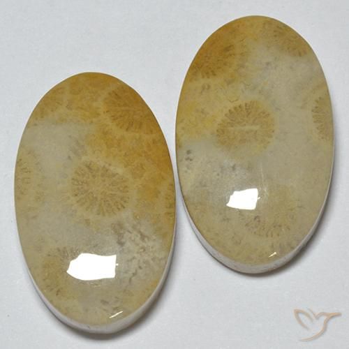 29.14 ct Oval Fossil Coral, 21.3 x 13 mm From Indonesia, Photo A