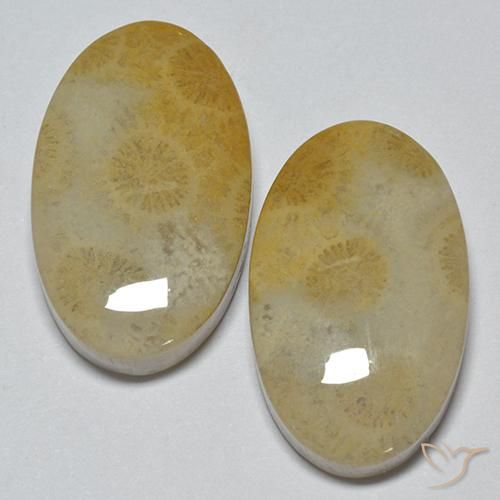29.14 ctw Multicolor Fossil Coral Stones, Natural Fossil Coral in Oval Cabochon Shape for Sale