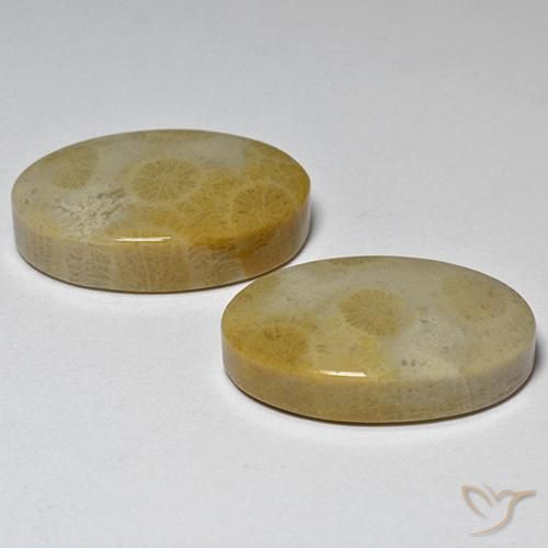 Fossil Coral Gemstones in 21.3 x 13 mm Size for Sale, Fossil Coral Stones in Multicolor Color