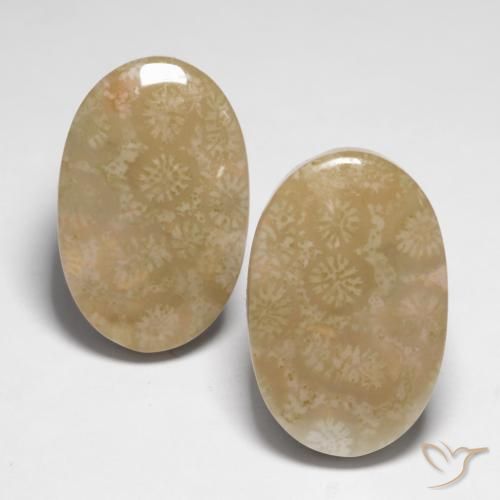 28.25ctw Natural Multicolor Fossil Coral, Oval, Opaque