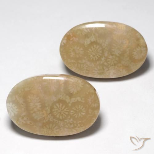 28.25 ctw Multicolor Fossil Coral Stones, Natural Fossil Coral in Oval Cabochon Shape for Sale