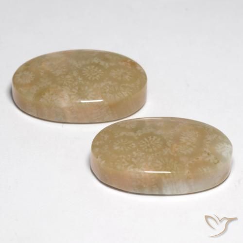 Fossil Coral Gemstones in 20.8 x 13.5 mm Size for Sale, Fossil Coral Stones in Multicolor Color