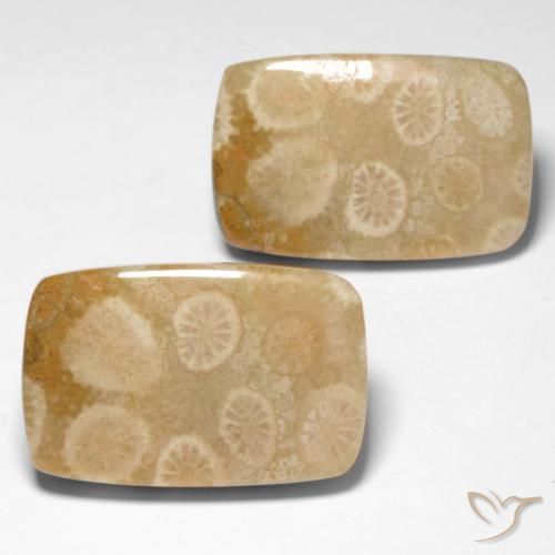 29.92 ctw Multicolor Fossil Coral Stones, Natural Fossil Coral in Cushion Cabochon Shape for Sale