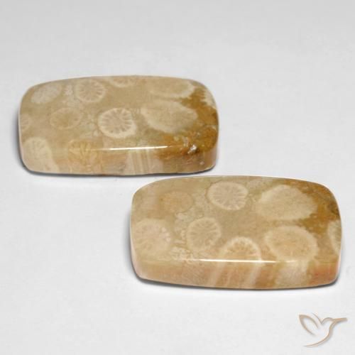 Fossil Coral Gemstones in 21.3 x 13.7 mm Size for Sale, Fossil Coral Stones in Multicolor Color