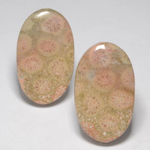 Multicolor Fossil Coral Gem - 12.7ct Oval Cabochon (ID: 550351)
