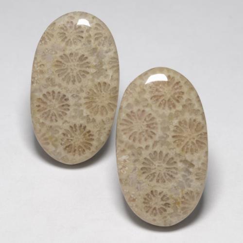 Multicolor Fossil Coral Gem - 11.2ct Oval Cabochon (ID: 550352)