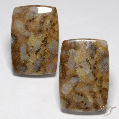 27.29 ctw Multicolor Fossil Coral Stones, Natural Fossil Coral in Cushion Cabochon Shape for Sale