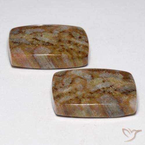 Fossil Coral Gemstones in 19.3 x 13.3 mm Size for Sale, Fossil Coral Stones in Multicolor Color
