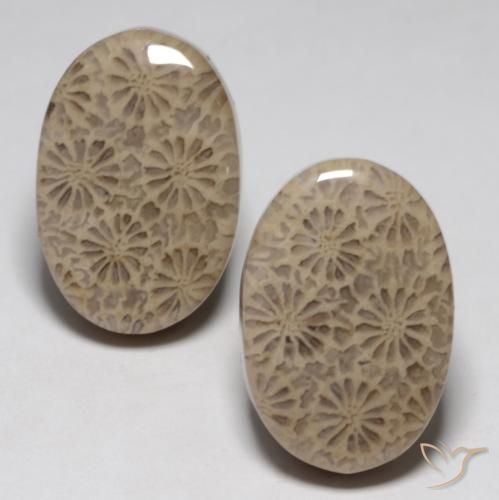 23.02ctw Natural Multicolor Fossil Coral, Oval, Opaque