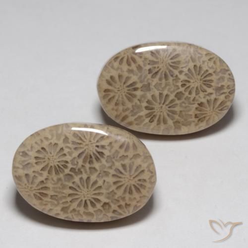 23.02 ctw Multicolor Fossil Coral Stones, Natural Fossil Coral in Oval Cabochon Shape for Sale