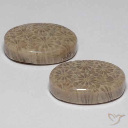 Fossil Coral Gemstones in 18.4 x 12.4 mm Size for Sale, Fossil Coral Stones in Multicolor Color