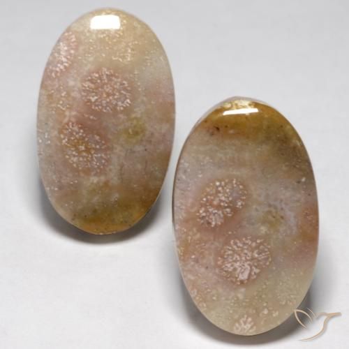 23.48ctw Natural Multicolor Fossil Coral, Oval, Opaque