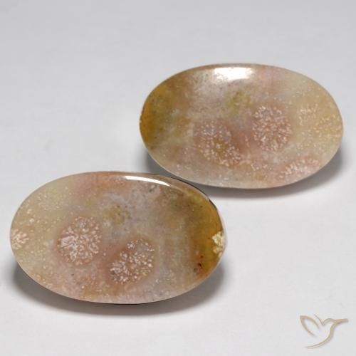 23.48 ctw Multicolor Fossil Coral Stones, Natural Fossil Coral in Oval Cabochon Shape for Sale