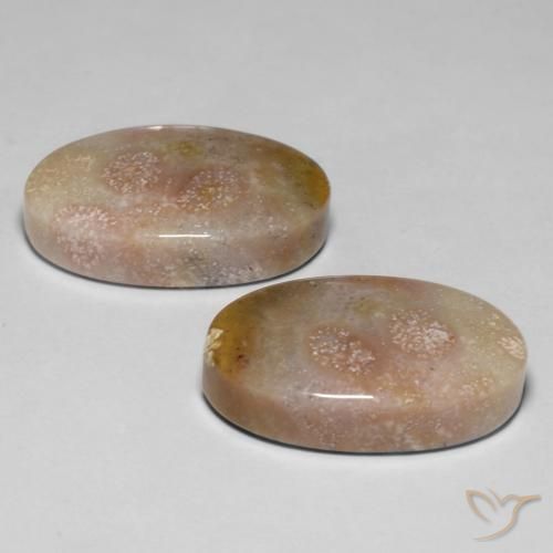 Fossil Coral Gemstones in 19.4 x 11.9 mm Size for Sale, Fossil Coral Stones in Multicolor Color