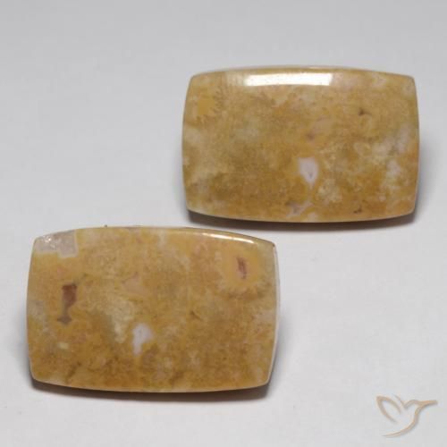 29.09 ctw Multicolor Fossil Coral Stones, Natural Fossil Coral in Cushion Cabochon Shape for Sale