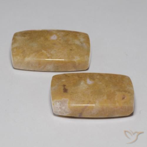 Fossil Coral Gemstones in 20.5 x 13.2 mm Size for Sale, Fossil Coral Stones in Multicolor Color