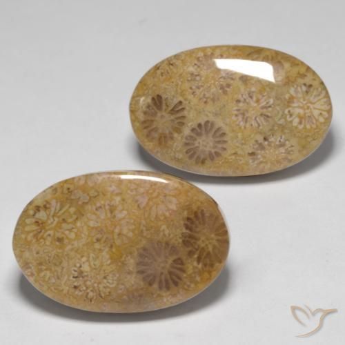 23.14 ct Oval Fossil Coral, 20.3 x 13.2 mm From Indonesia, Photo A