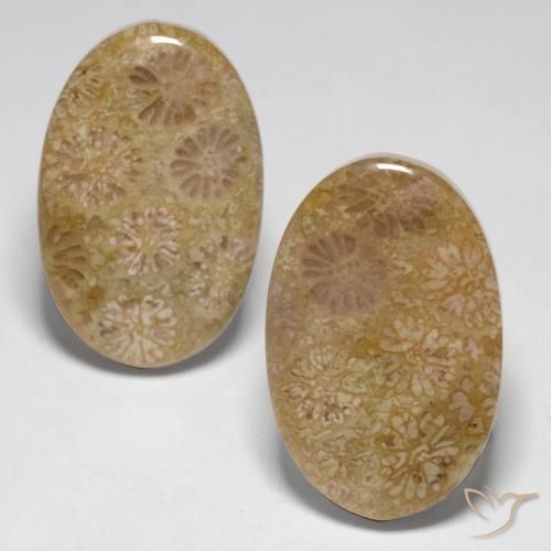 23.14 ctw Multicolor Fossil Coral Stones, Natural Fossil Coral in Oval Cabochon Shape for Sale