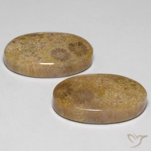 Fossil Coral Gemstones in 20.3 x 13.2 mm Size for Sale, Fossil Coral Stones in Multicolor Color