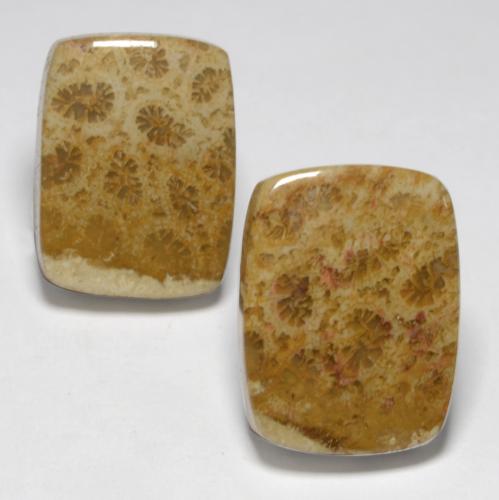 Multicolor Fossil Coral Gem - 10.7ct Cushion Cabochon (ID: 550358)