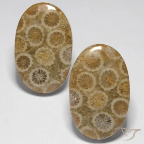 23.45ctw Natural Multicolor Fossil Coral, Oval, Opaque