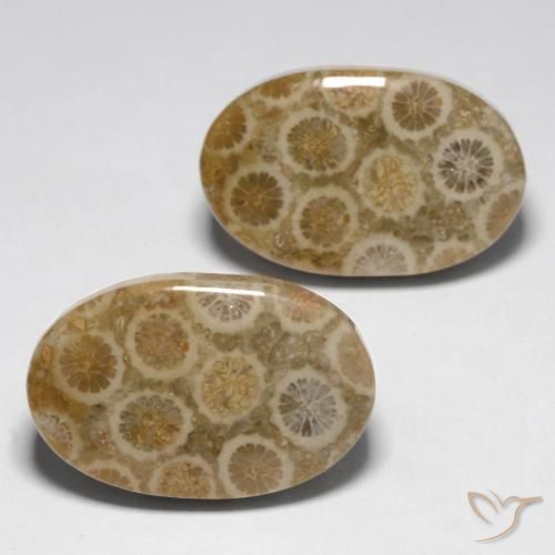 23.45 ctw Multicolor Fossil Coral Stones, Natural Fossil Coral in Oval Cabochon Shape for Sale