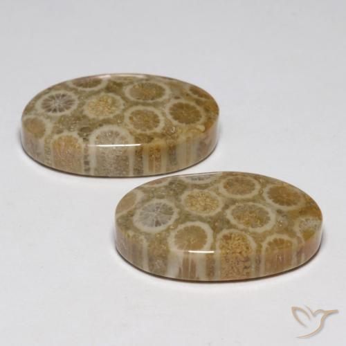 Fossil Coral Gemstones in 20 x 12.7 mm Size for Sale, Fossil Coral Stones in Multicolor Color